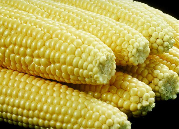 Maize, a New World crop spread globally after 1492
